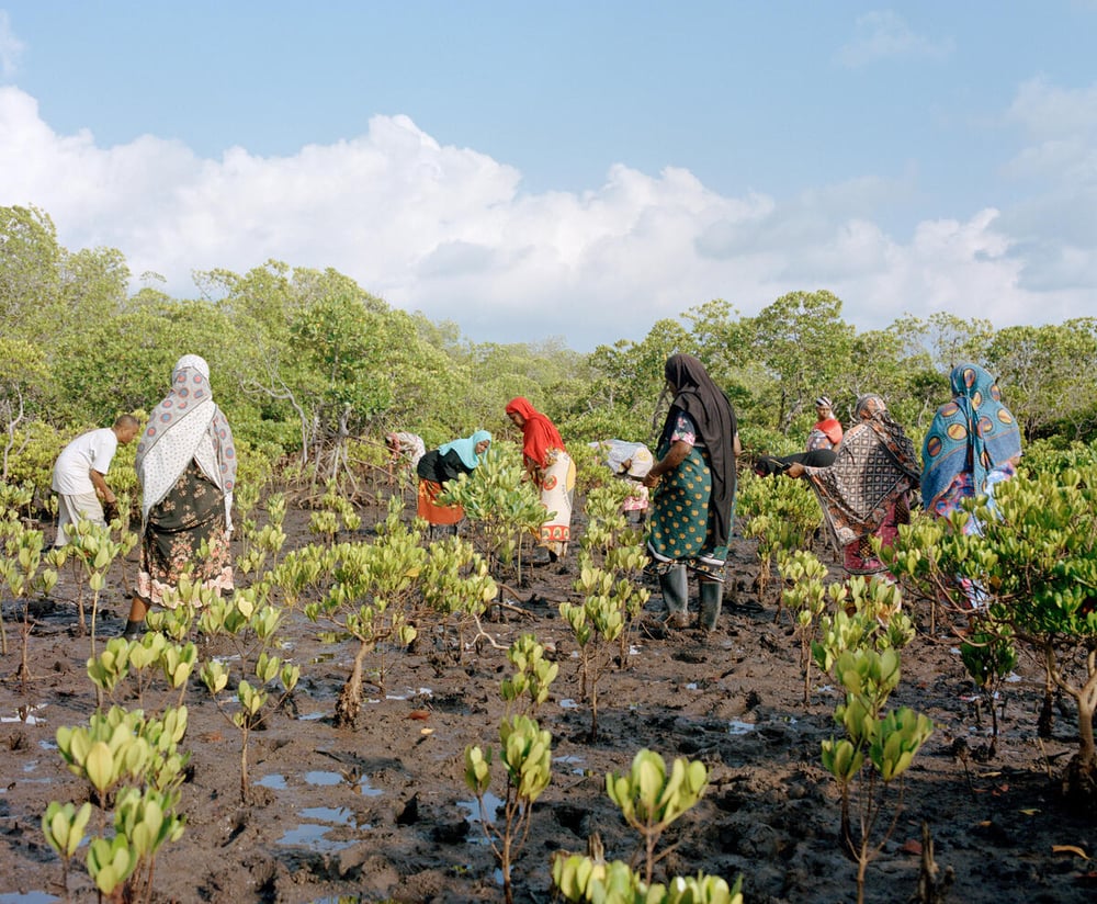 Women of the Mtangawanda Mangrove Restoration Women Group planting mangroves in Lamu County,