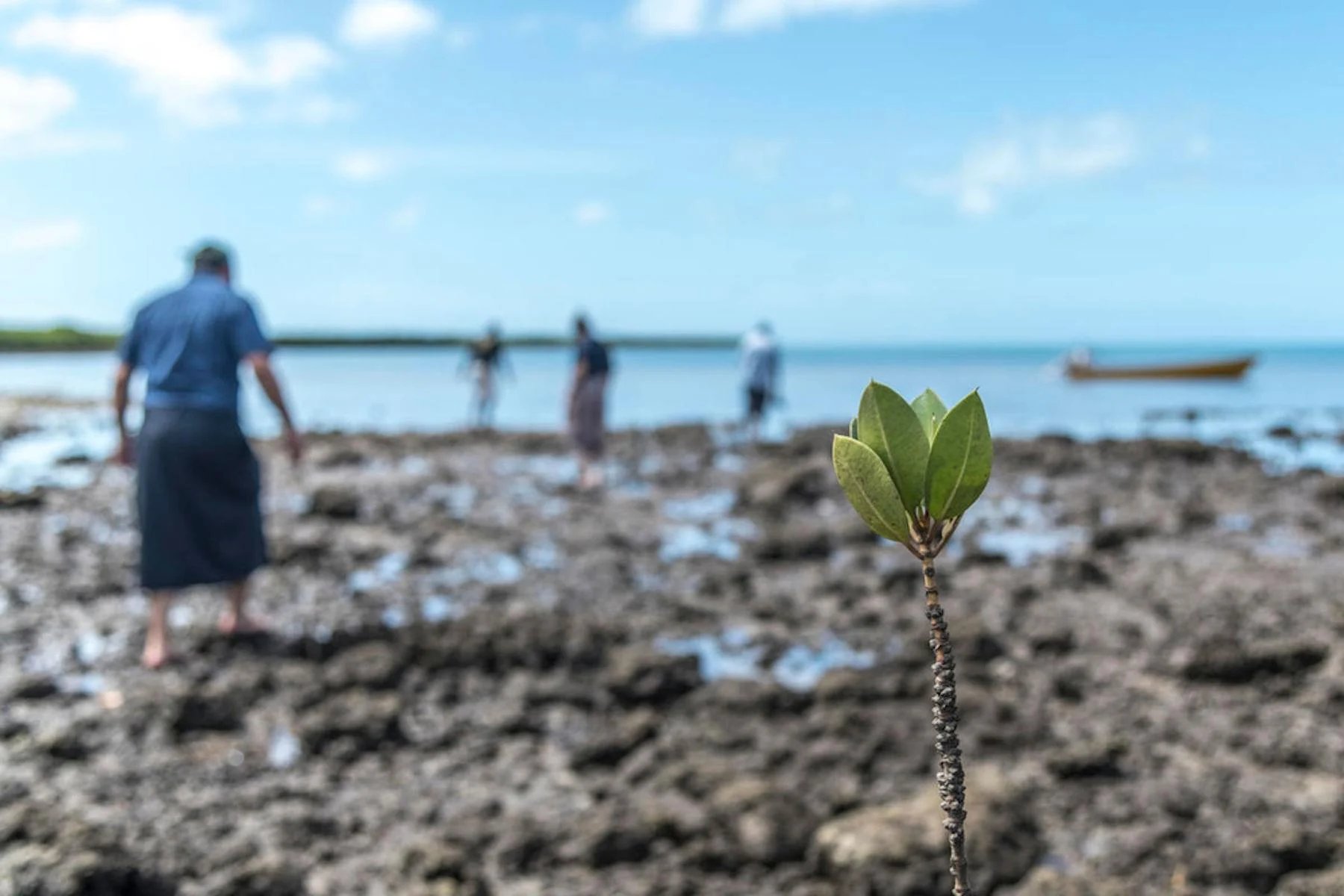 Why is nature our biggest ally against the climate crisis?